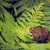 Lonely Kiwi Bird Paint By Numbers