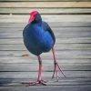 Pukeko Bird Paint By Numbers