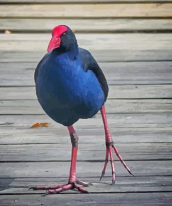 Pukeko Bird Paint By Numbers