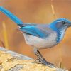 Scrub Jays On Stick Paint By Numbers