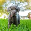 Silver Labrador Retriever Paint By Numbers