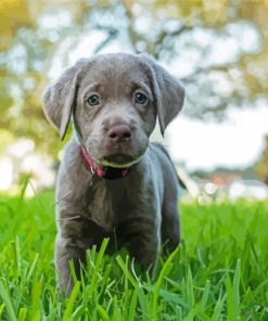 Silver Labrador Retriever Paint By Numbers