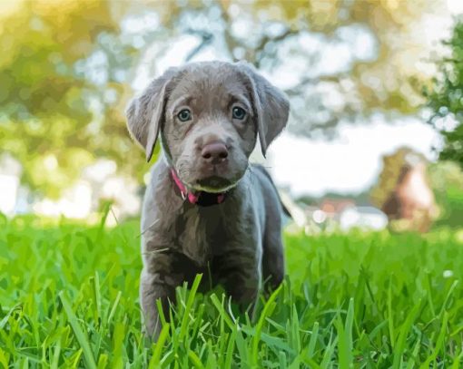 Silver Labrador Retriever Paint By Numbers