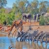 Watering Hole Animals Paint By Numbers