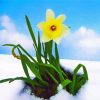 Yellow Spring Flower In Snow Paint By Numbers