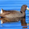 American Coot Bird Paint By Numbers