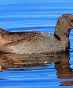 American Coot Bird Paint By Numbers