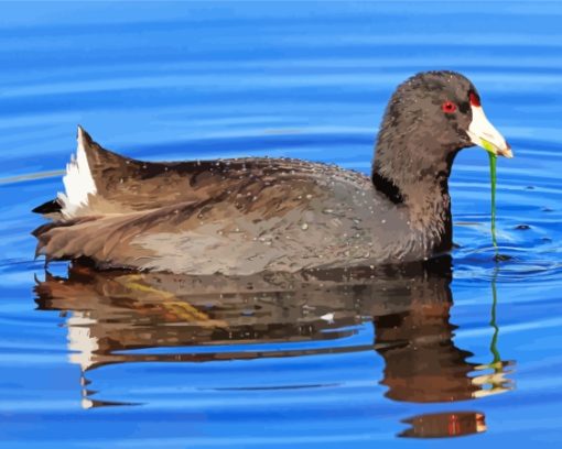 American Coot Bird Paint By Numbers