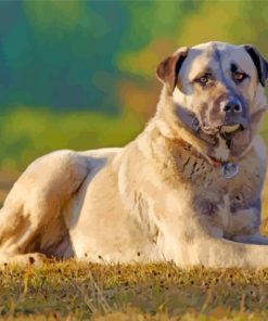 Anatolian Dog Paint By Numbers