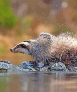 Badger By Water Paint By Numbers