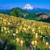 Beargrass Meadow Paint By Numbers