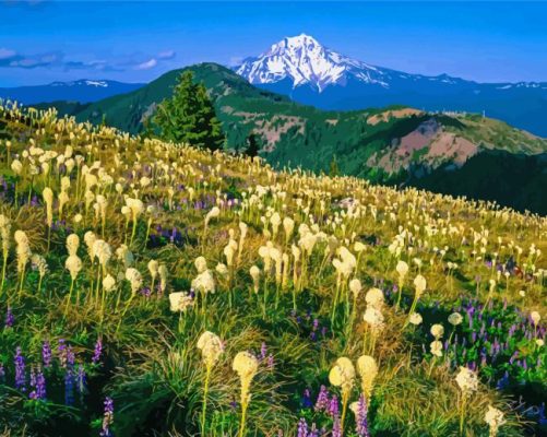 Beargrass Meadow Paint By Numbers