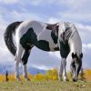 Black And White Pinto Horse Paint By Numbers