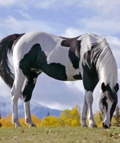 Black And White Pinto Horse Paint By Numbers