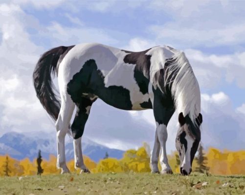 Black And White Pinto Horse Paint By Numbers