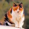 Orange And Black Tabby Cat Paint By Numbers