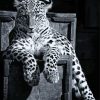 Black And White Panther On Chair Paint By Numbers