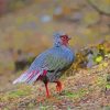 Blood Pheasant Paint By Numbers