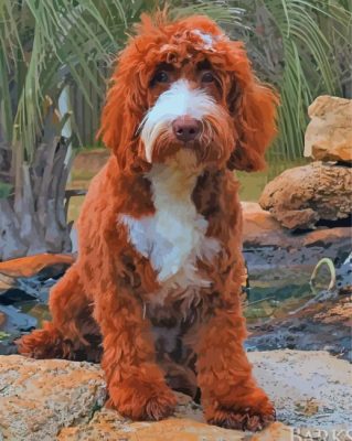 Chocolate Labradoodle Paint By Numbers