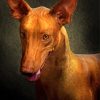 Close Up Pharaoh Hound Dog Paint By Numbers