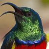 Colorful Sunbird Head Paint By Numbers