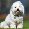 Coton de Tulear Dog Paint By Numbers