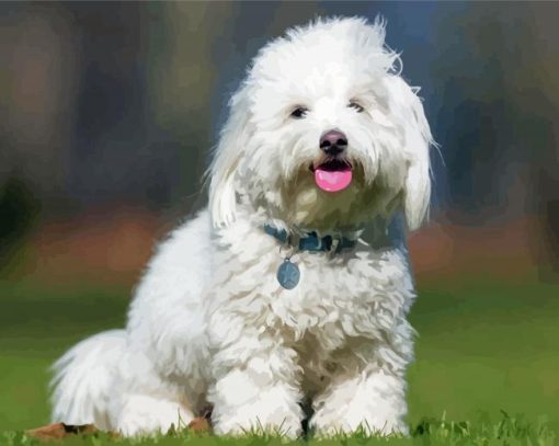 Coton de Tulear Dog Paint By Numbers