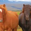 Dark And Light Brown Icelandic Horse Paint By Numbers