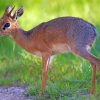 Dik Dik Animal Paint By Numbers