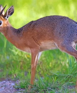 Dik Dik Animal Paint By Numbers