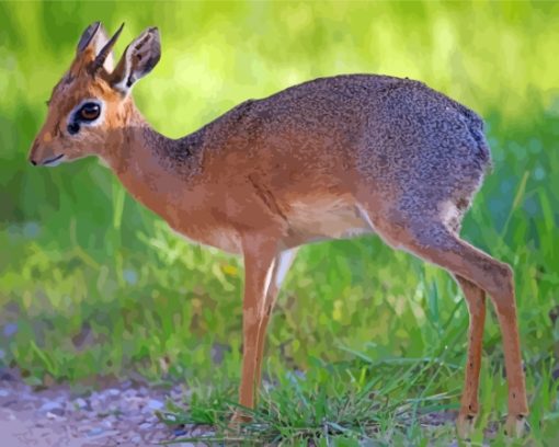 Dik Dik Animal Paint By Numbers