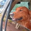 Dog In Car Paint By Numbers