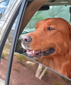 Dog In Car Paint By Numbers