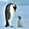 Emperor Penguin And Baby Penguin Paint By Numbers