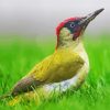 European Woodpecker Bird Paint By Numbers