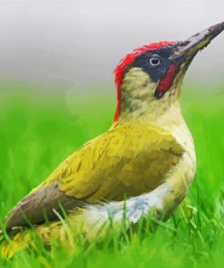 European Woodpecker Bird Paint By Numbers