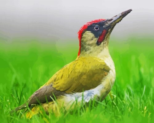 European Woodpecker Bird Paint By Numbers