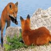 Fox Cubs Paint By Numbers