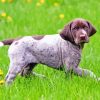 German Shorthaired Dog Paint By Numbers