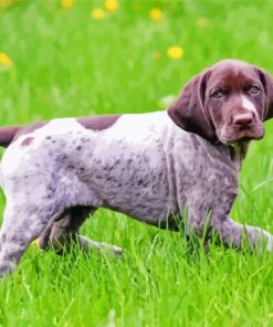 German Shorthaired Dog Paint By Numbers