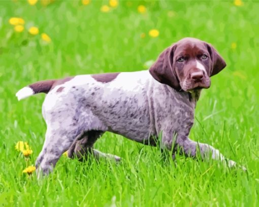 German Shorthaired Dog Paint By Numbers