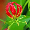 Gloriosa Lily Paint By Numbers