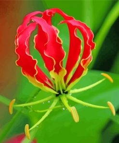 Gloriosa Lily Paint By Numbers