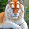 Golden Tiger Paint By Numbers