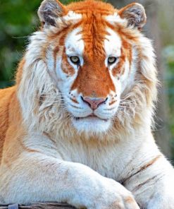 Golden Tiger Paint By Numbers