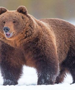 Happy Bear In Snow Paint By Numbers