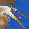 Heron And Fish Animals Paint By Numbers