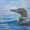 Loon On Lake Water Paint By Numbers