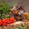 Miniature Dashund dog Paint By Numbers