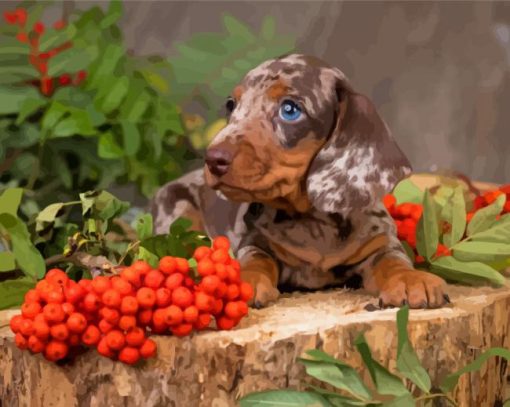 Miniature Dashund dog Paint By Numbers